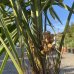 Trachycarpus Fortunei (Palma konopná) kont. C30L, výška kmeňa: 40-50 cm, celková výška: 90-120 cm (-17°C)